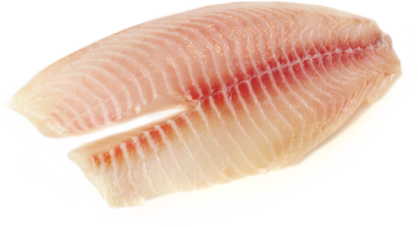 tilapia